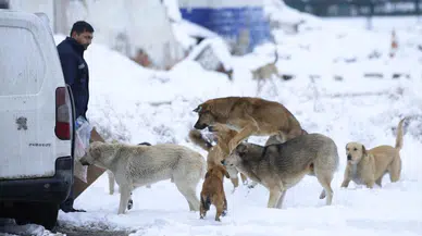 Ankara'da kardan etkilenen sahipsiz hayvanlar için  5 ton mama bırakıldı!