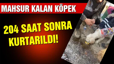 Hatay'da binada mahsur kalan köpek kurtarıldı!