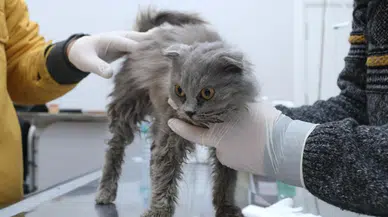 Gönüllü veterinerler depremzede hayvanların yaralarına merhem oluyor