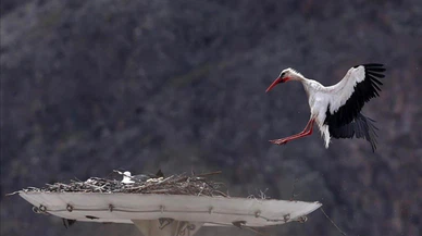 Leylek Jonas İstanbul semalarında