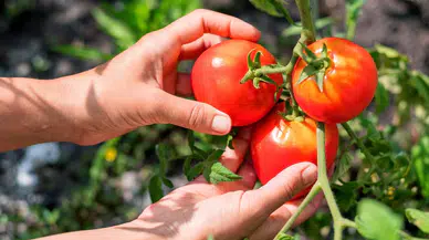 Türkiye'den 326 milyon 99 bin dolarlık domates ihracatı