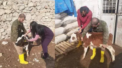 Siirt'te şap hastalığı nedeniyle hayvan giriş ve çıkışı yasaklandı