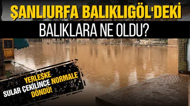 Sel felaketinin ardından Balıklıgöl'deki balıklara ne oldu?
