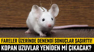 Bilim insanları farelerde boynuz çıkardı!