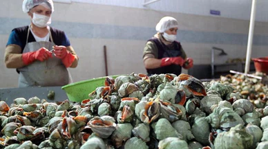 Salyangoz ihracatı 3,2 milyon doları aştı!