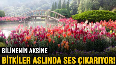 Bilinenin aksine bitkiler aslında ses çıkarıyor!