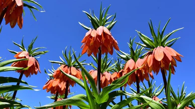 Sakın kopartmayın! Kopartmanın cezası 244 bin TL!