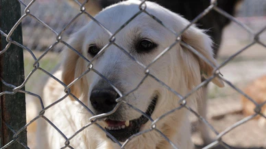 Kütahya Belediyesi sokak hayvanları için alttan ısıtmalı barınak yapıyor!