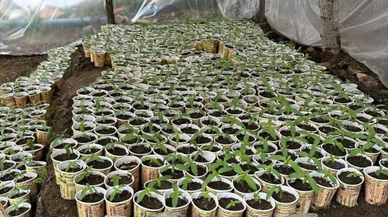 Bingöl'de kağıt bardakta yetiştirilen 3 bin 340 kök kenevir ele geçirildi!