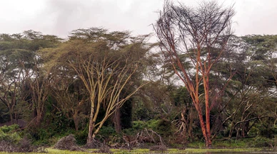 Kenya'da ormanlık alandaki "açlık tarikatına" baskın!