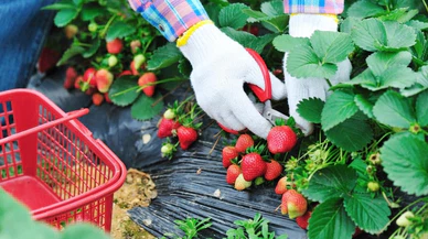 Çileğin başkenti Giresun oldu!