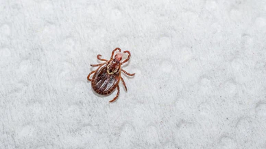 Amasya'da KKKA hastalığı şüphesiyle ölüm!