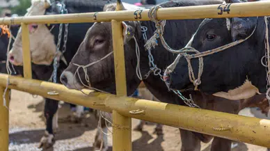 Zincir marketlerde kurbanlık satışı başladı