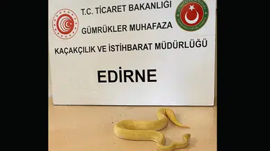 İhbar üstüne yapılan aramada 28 piton yılanı yakalandı