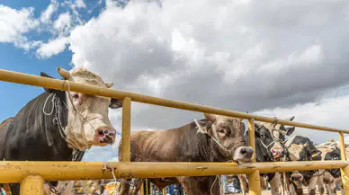 İşte sokakta kurban kesmenin cezası!