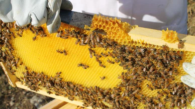 Yağışlar bal verimini olumsuz etkiledi!