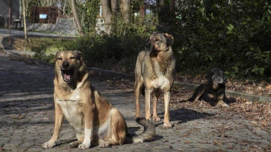 Başkentliler başıboş köpek sorununa isyan etti!