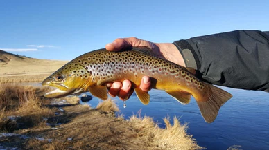 Suyun dışında da yaşayabilen balık türü keşfedildi