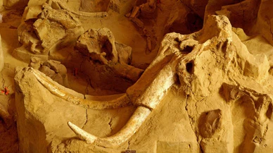 450 bin yıllık mamut fosili bulundu!