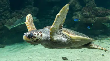 Deniz kaplumbağası besleyenlere 244 bin lira ceza!