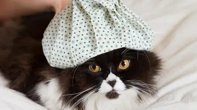 Güney Kore'de bir kedide daha kuş gribi tespit edildi!