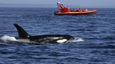 Katil balinalar neden teknelere saldırıyor?