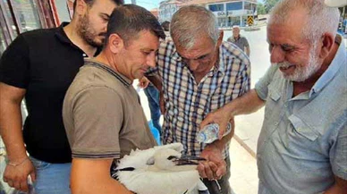 Tedavi edilen yavru leylek, yuvaya bırakıldı!