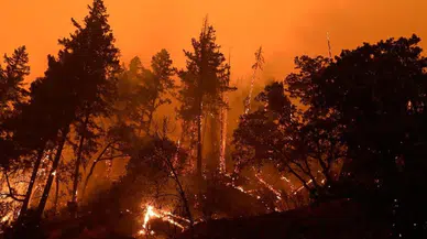 Hawaii orman yangınlarında ölenlerin sayısı 96'ya yükseldi