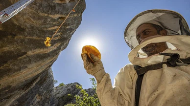 Sarp kayalıklarda, bal avı!