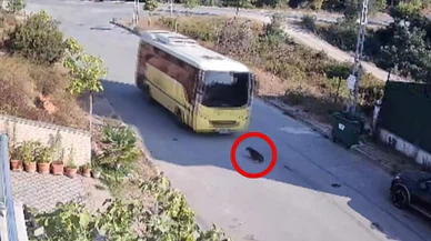 İETT otobüsü köpeği ezdi, şoförü kaçtı!