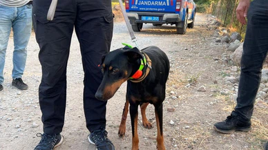 Berzeg'in köpeği Tina bulunduğu bölgede arama çalışması sürüyor