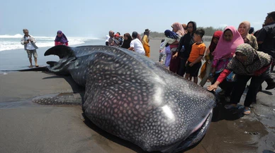 Balina köpekbalığı kıyıya vurdu!