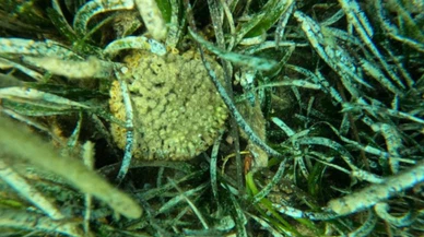 Karaburun-Ildır Körfezi’nde taş mercan türü görüldü