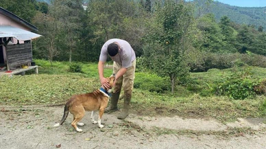 Artvin'de 3 köyde kuduz karantinası!