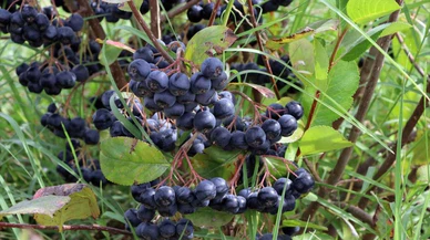 Edirne'de süper meyve aronya hasadına başlandı!