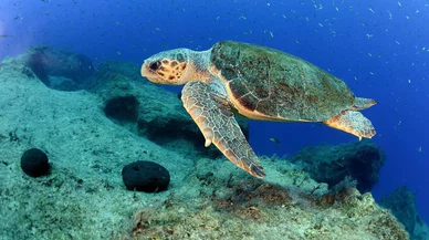 Caretta caretta yuvaları takibe alındı!