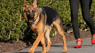 Biden'ın köpeği, Beyaz Saray'dan uzaklaştırıldı!