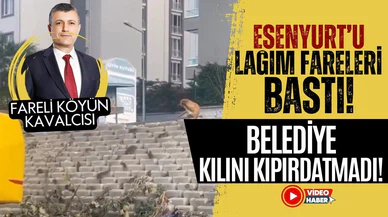 Esenyurt'u fareler bastı, belediye kılını kıpırdatmadı!
