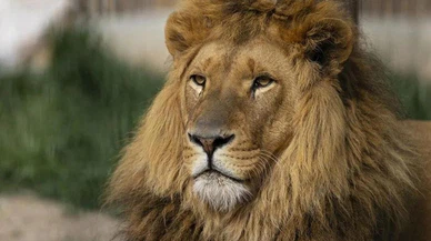 İtalya'nın göbeğinde 'aslan' paniği!