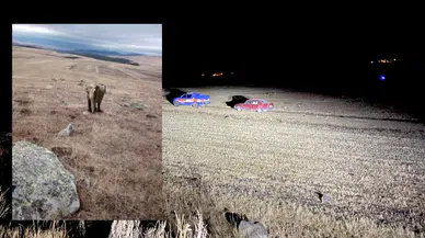 Ardahan’da jandarma fil arıyor