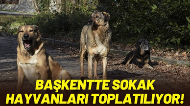 Başkentte 8 ayda 4 bin 800 sokak hayvanı toplatılacak