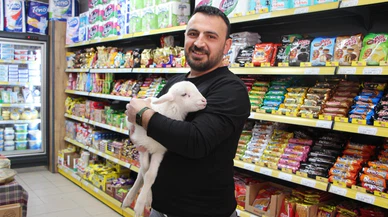 Bebek beziyle bezlediği kuzuya marketinde bakıyor