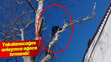 Yakalanacağını anlayınca ağaca tırmandı!