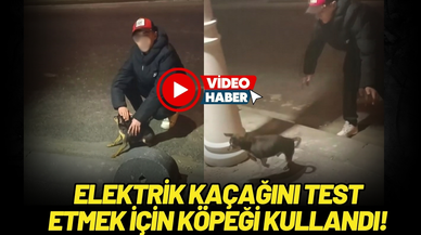 Elektrik kaçağını test etmek için köpeği kullandı!