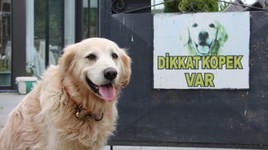 Köpekten kaçtı, tazminatı kaptı!