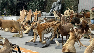 Kaçak avladığı hayvanlardan, müze kurdu!