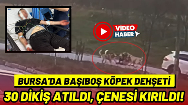 Bursa'da başıboş köpek dehşeti: 30 dikiş atıldı, çenesi kırıldı