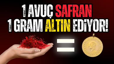 1 avuç safran 1 gram altın ediyor!