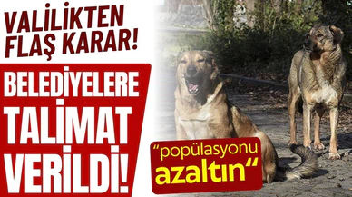 Başıboş sokak köpekleri hakkında flaş karar!