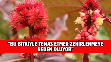 Bu bitkiyle temas etmemeye dikkat edin! Öldürüyor